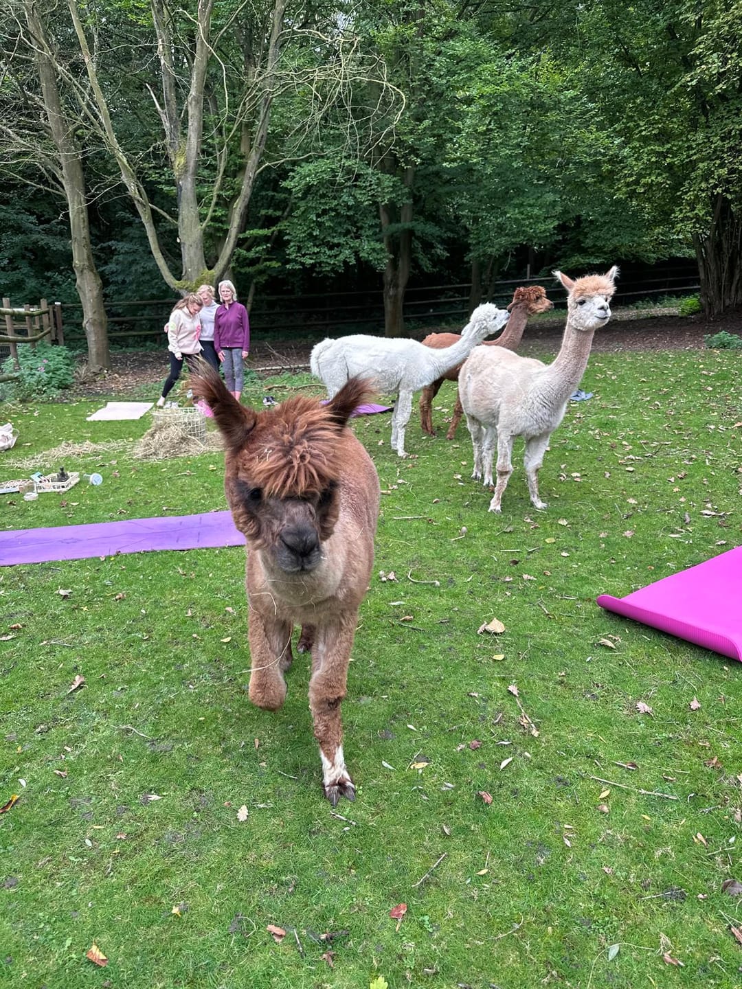 Customer photo review of Yoga auf der Alpakaweide - All Level