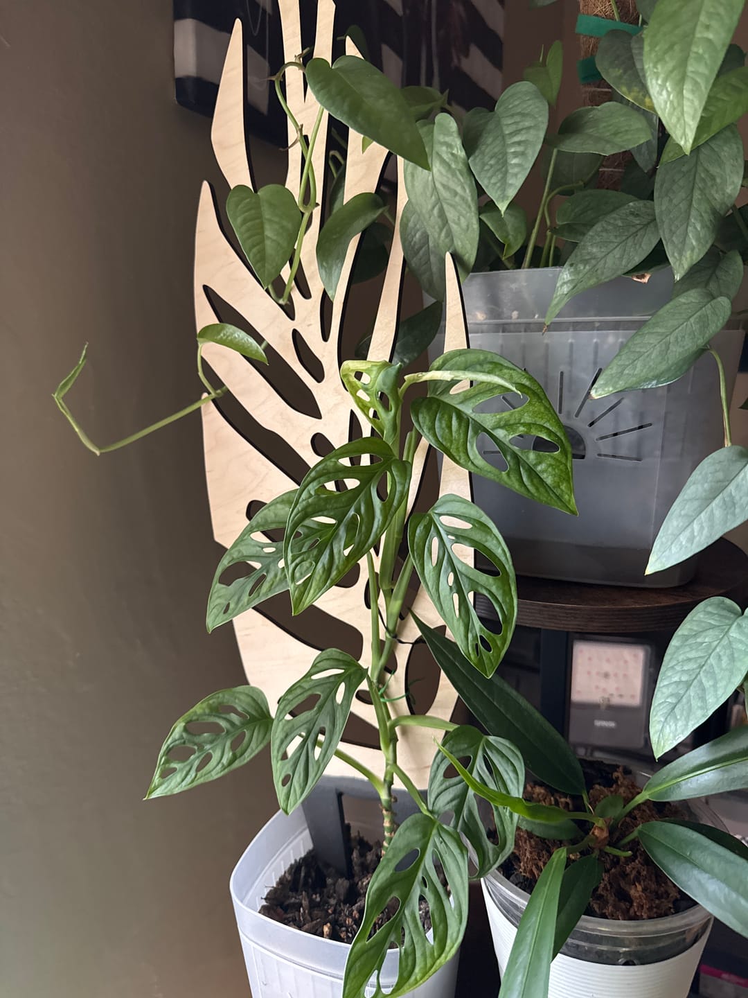Customer photo review of BARE™ Monstrella™ - Customizable Monstera shaped wooden plant support