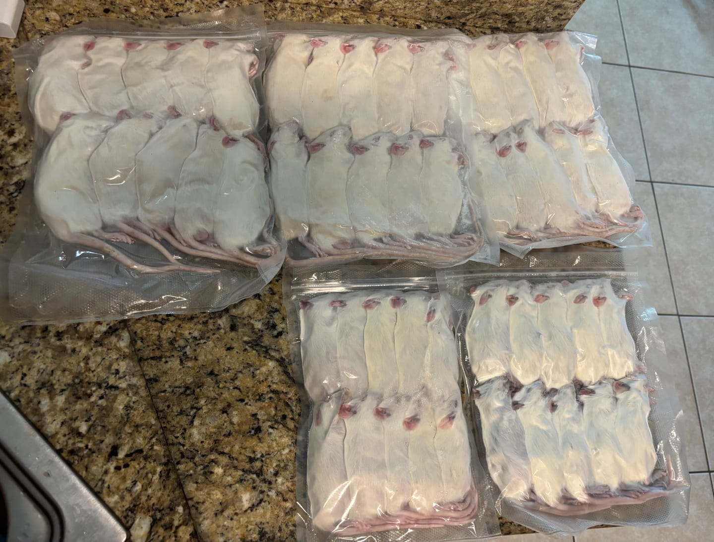 Customer photo review of Small Rats (20 Per Bag)