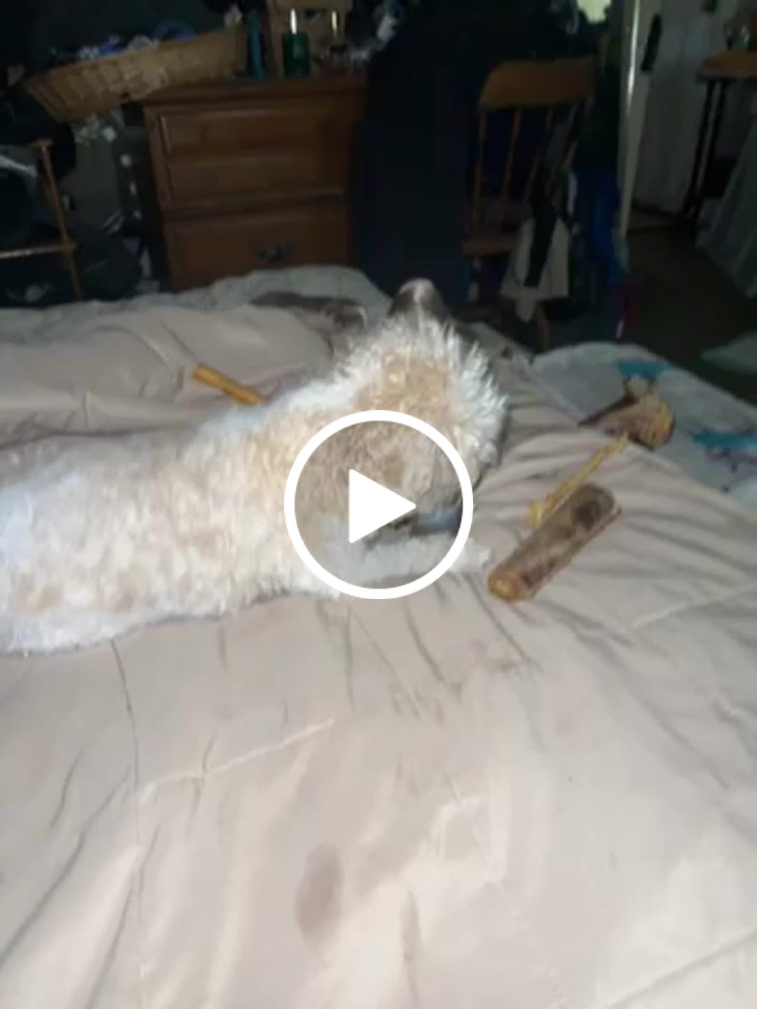Customer video review of Ostrich Foot Bone (7" x 3.5"): The Flavorful & Long-Lasting Chew for Medium to Large Dogs