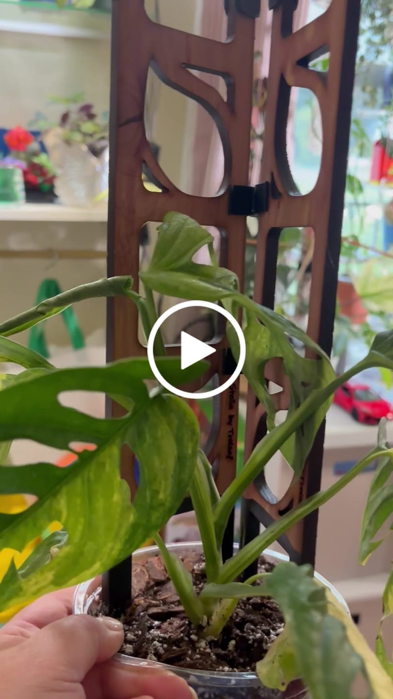 Customer video review of Stella - Modular ladder support