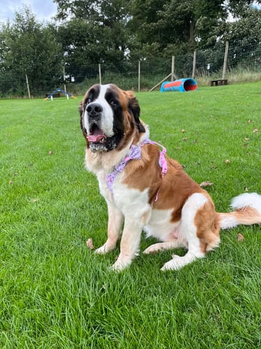 Customer photo review of Disney© Tough Trails™ Harness - Piglet