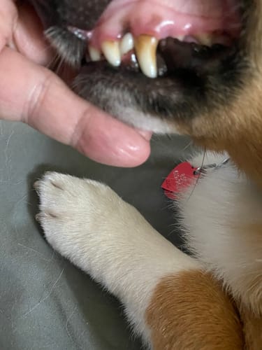 Customer photo review of DE-01 Dental Dogbiotic