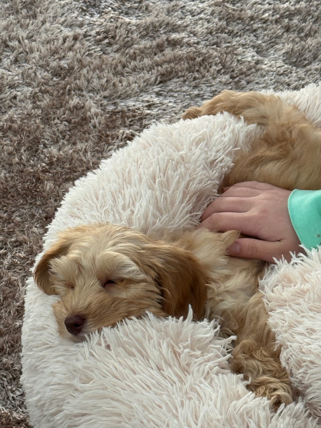 Customer photo review of Brooklyn® Deep Sleep Pet Bed