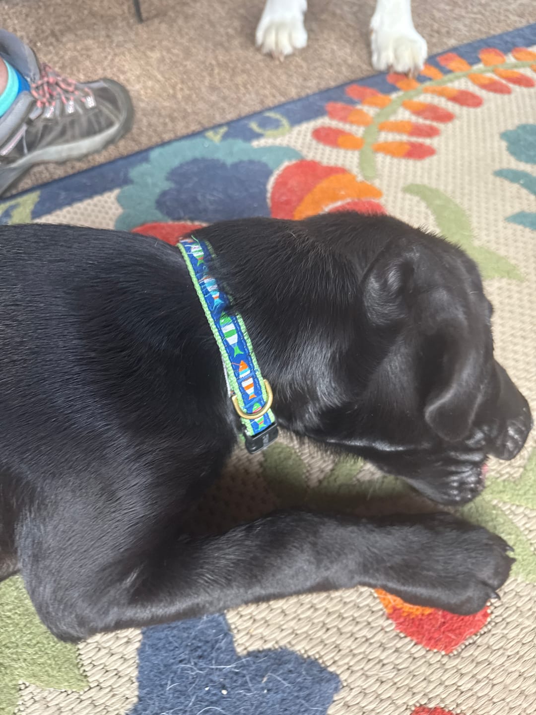 Customer photo review of Collar | Funky Fish