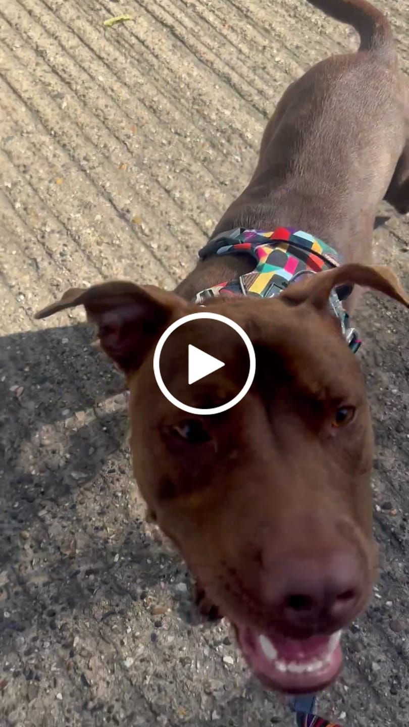 Customer video review of Core Collar