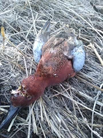 Customer photo review of TorridWade Heated Duck Waterfowl Hunting Breathable Chest Waders