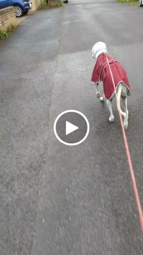 Customer video review of Sighthound Polar Waterproof Coat with Snood Collar