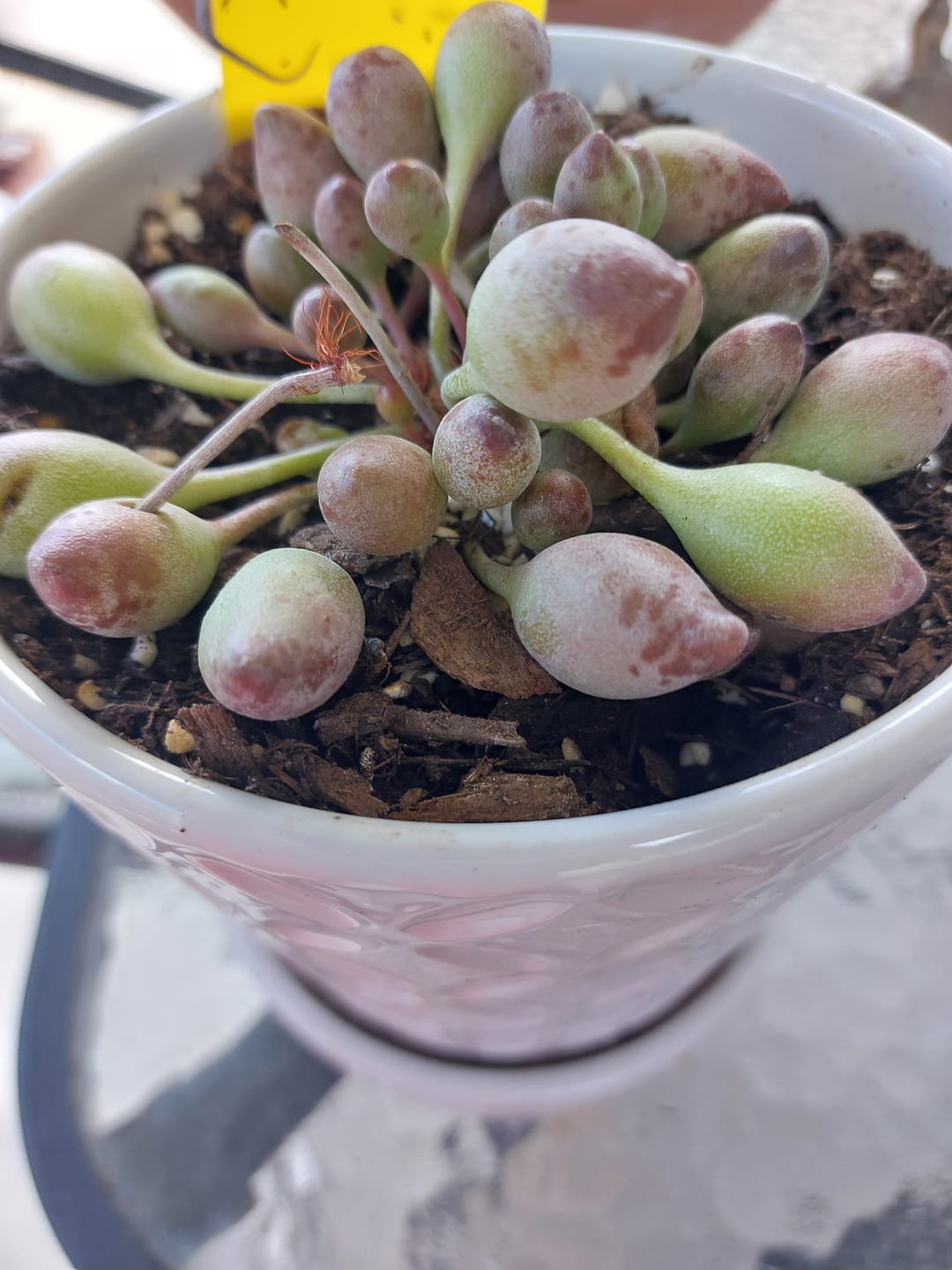 Customer photo review of Adromischus cristatus 'Indian Clubs'