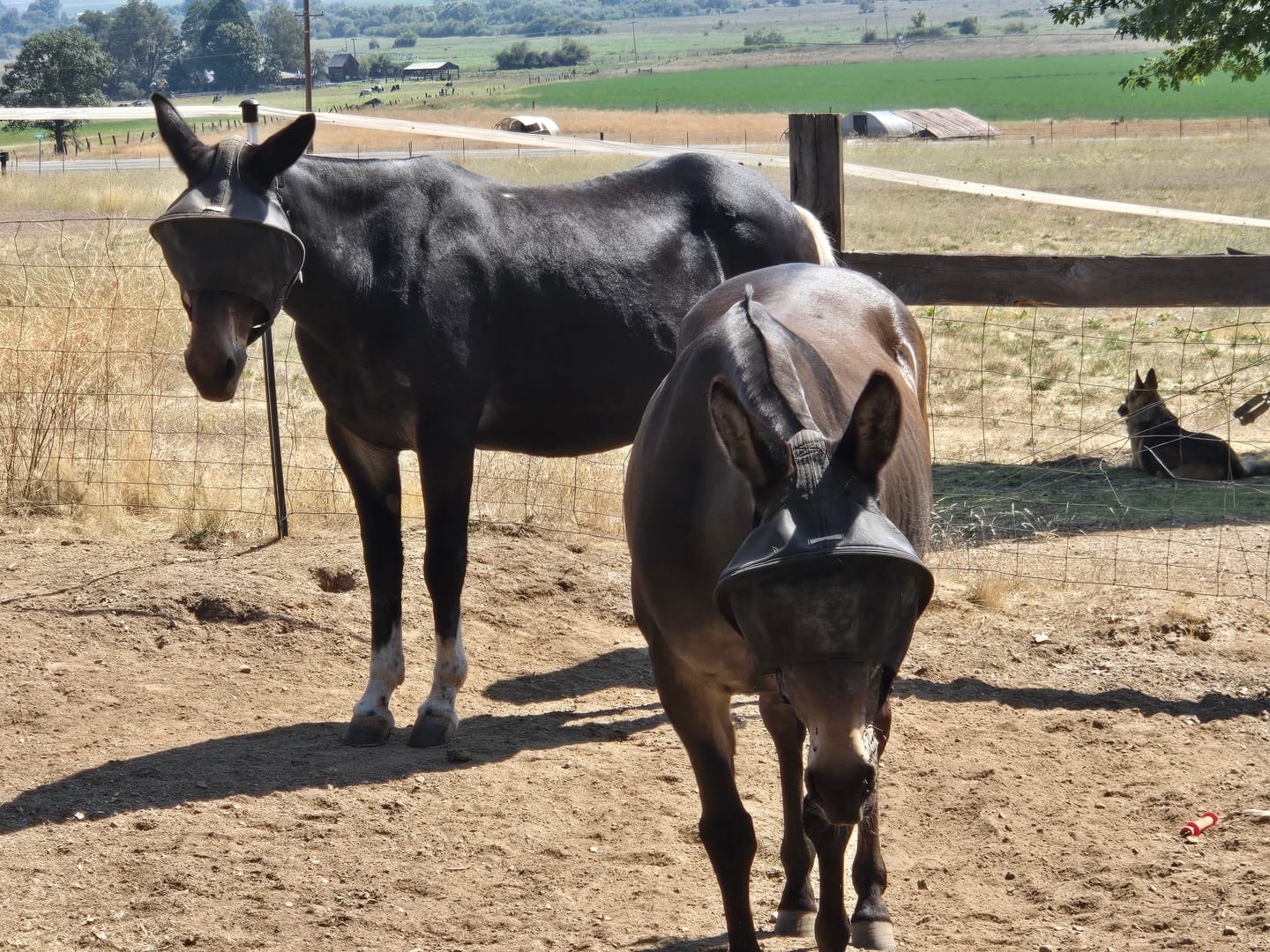 Customer photo review of Solar Vizor Fly Mask - Standard Style