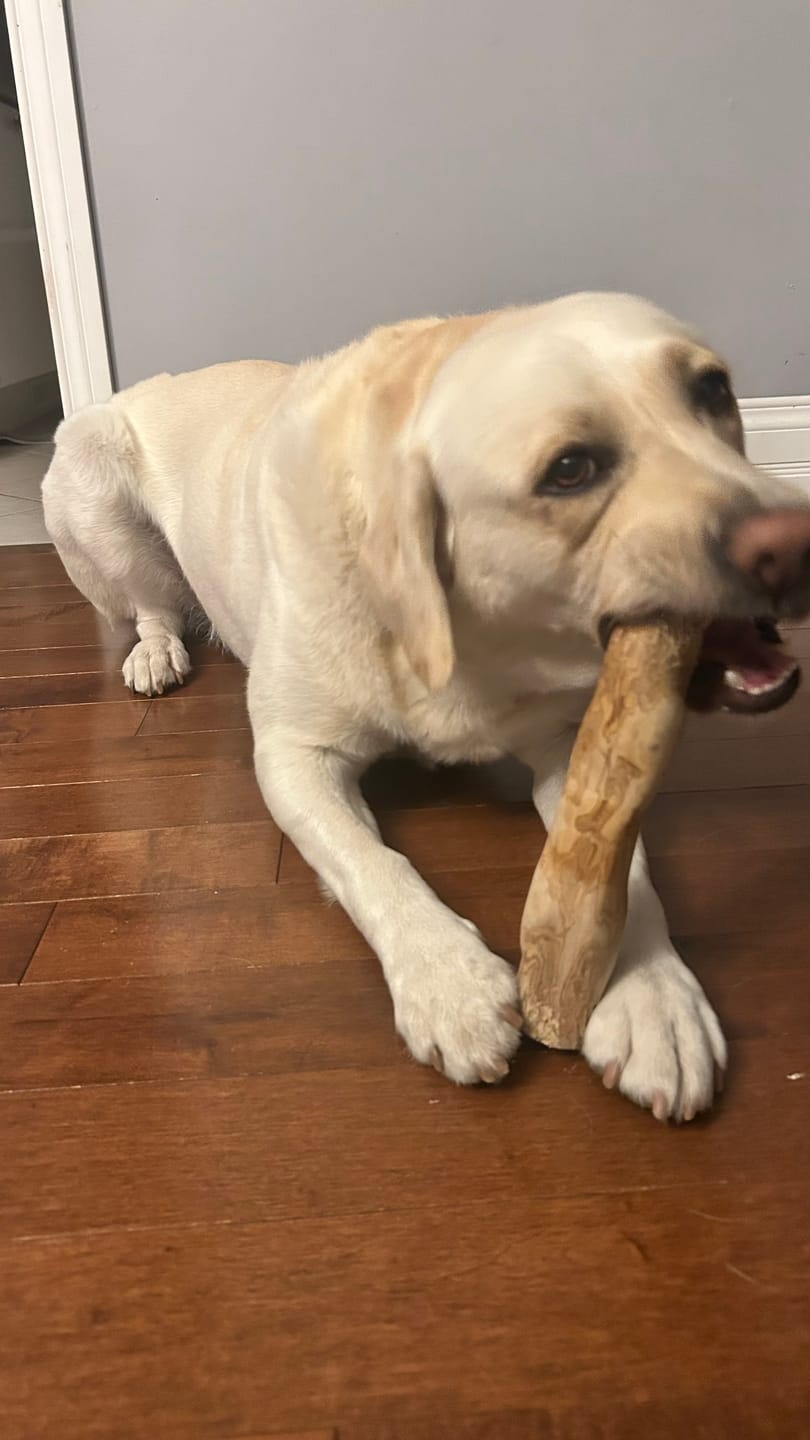 Customer photo review of Livora - Os à mâcher en bois de café pour chien