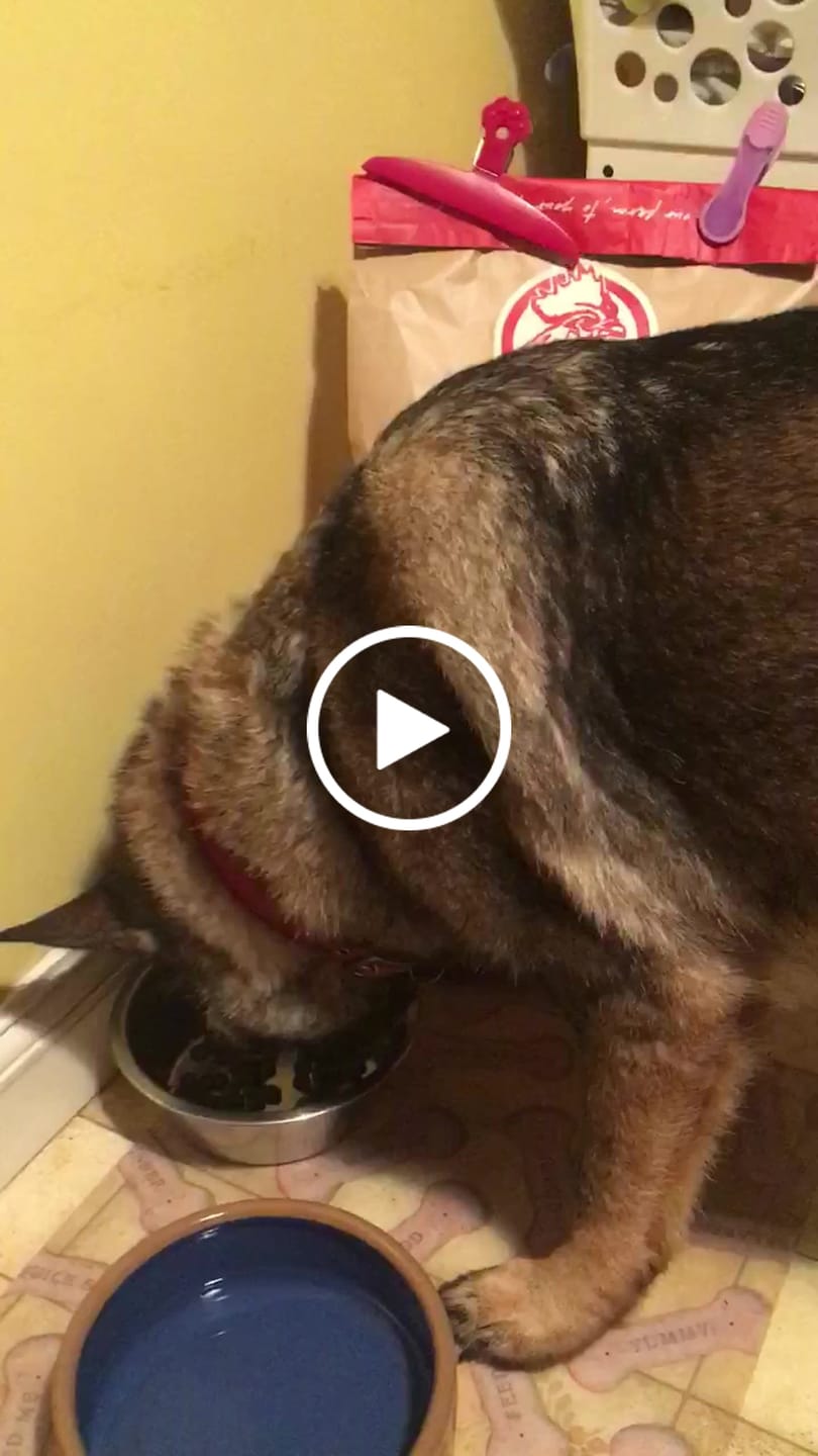 Customer video review of Scottish Salmon Dry Food