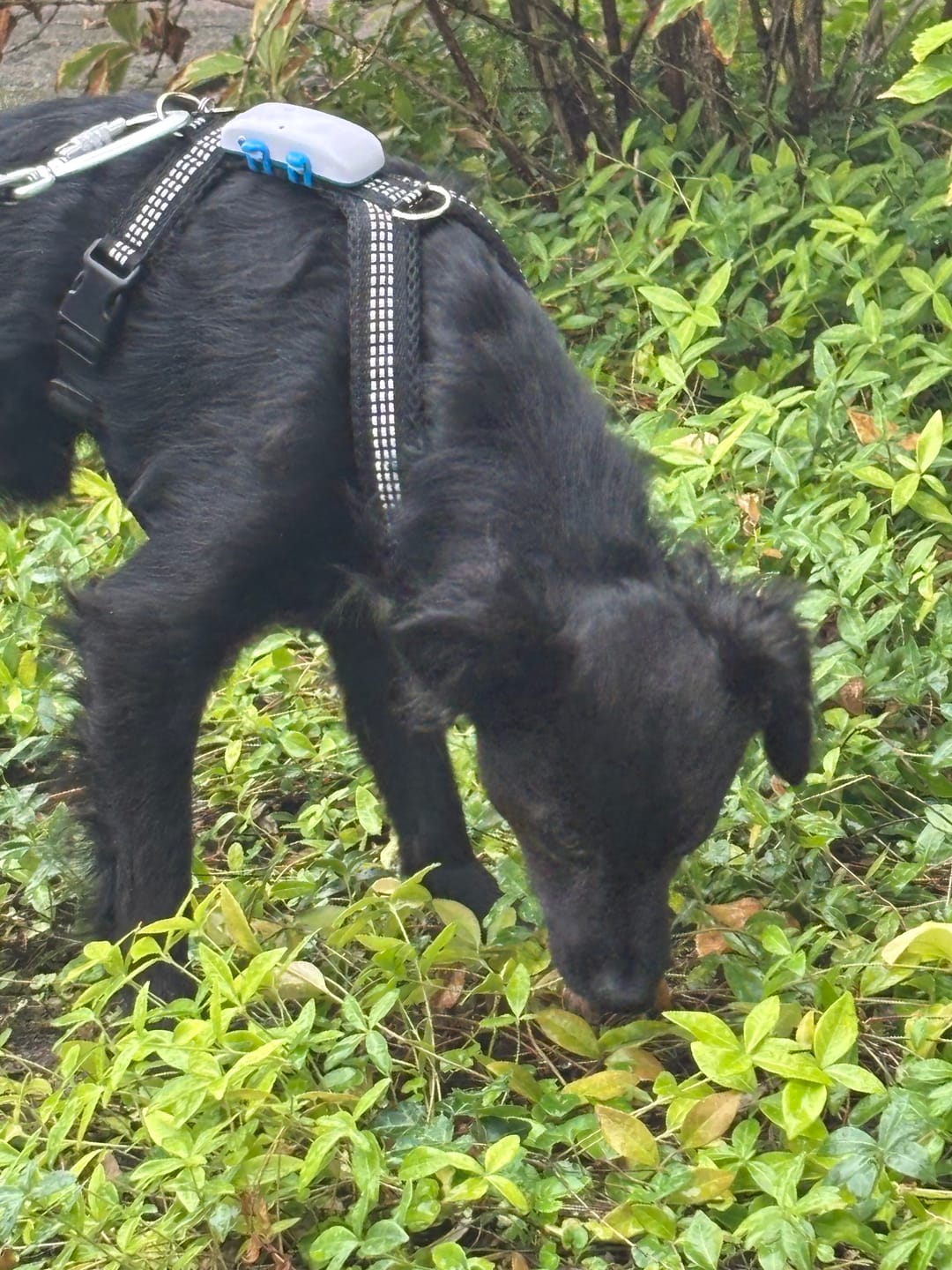 Customer photo review of Windhundgeschirr REFLEX Welpe/Windspiel "Black"
