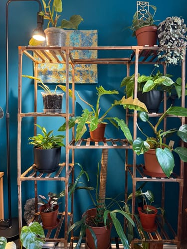 Customer photo review of Pianta Grow Light and Stelo Clip-On Bulb Holder Bundle