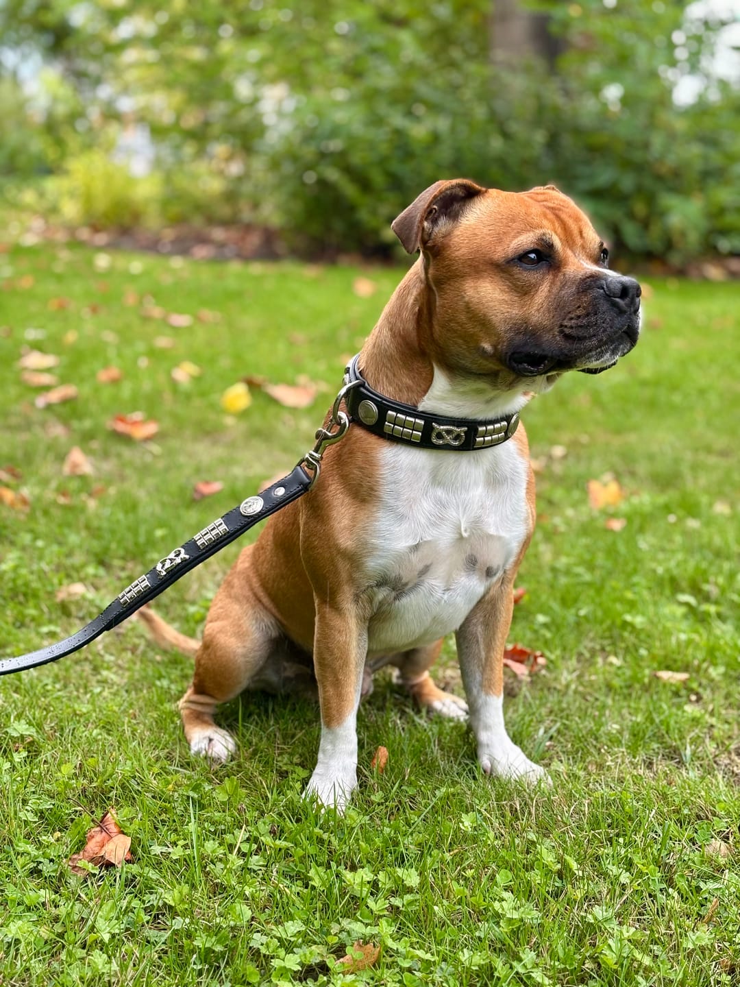 Customer photo review of Staffordshire Bull Terrier 1935® Leather Collar & Leash Set - Jefferson - Black/Silver