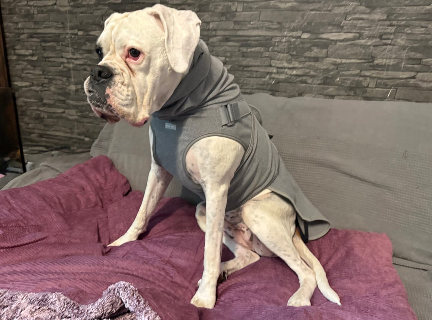 Customer photo review of Anxiety Calming Suit - Heather Grey