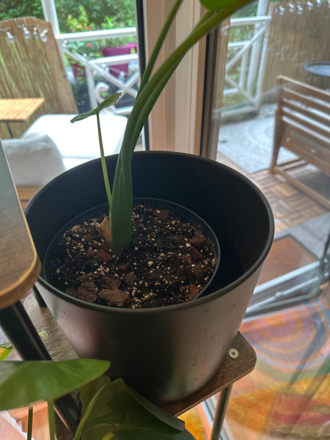 Customer photo review of SUBSTRAT - MISCHUNG ZIMMERPFLANZEN