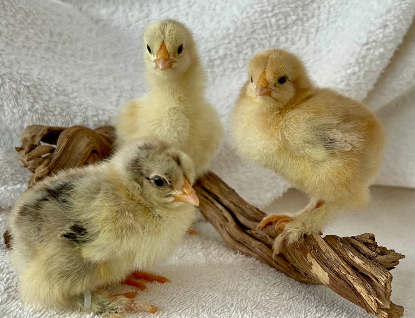 Customer photo review of Avi Layer & Breeder (Fertility, Egg Quality & Skeletal Support for All Birds)