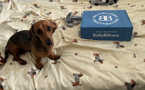 Jo D. review of Boomerang Harness - XS-M Breeds - Grey image 1 out of 3