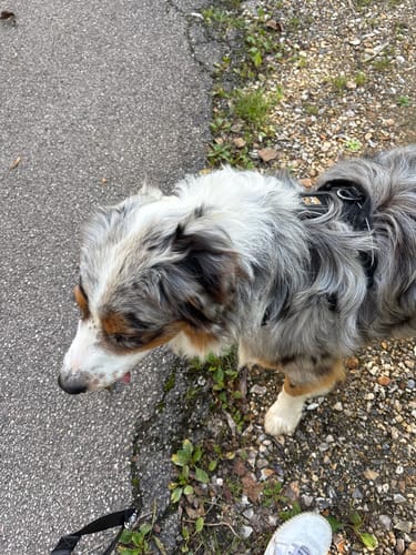 Customer photo review of Collier Anti Aboiement PuppySafe