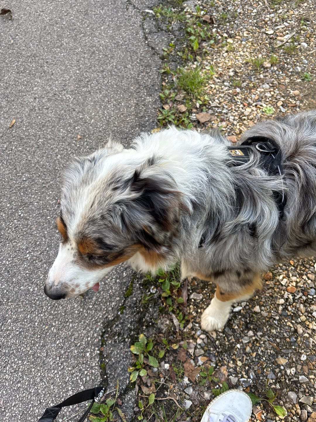 Customer photo review of Collier Anti Aboiement PuppySafe