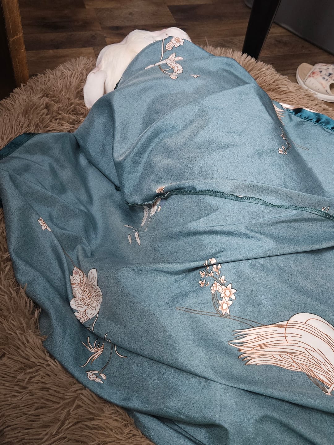 Customer photo review of The Original Fluffy Bean® Pet Bed