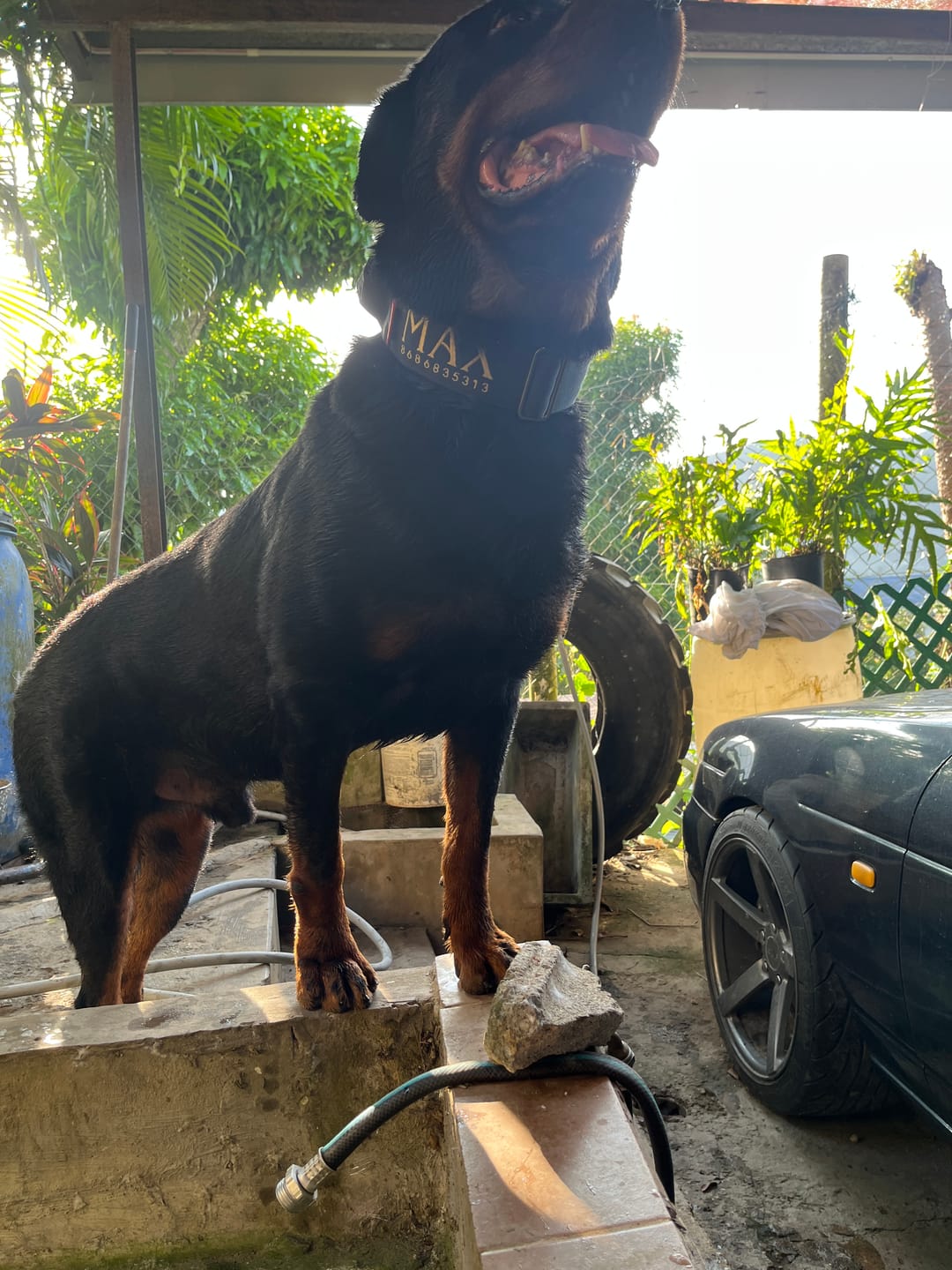 Customer photo review of 2" Tacti Luxe Dog Collar - Gold Noir