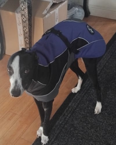 Customer photo review of Blaze - Summer/Winter Sighthound Coat with Harness Hole