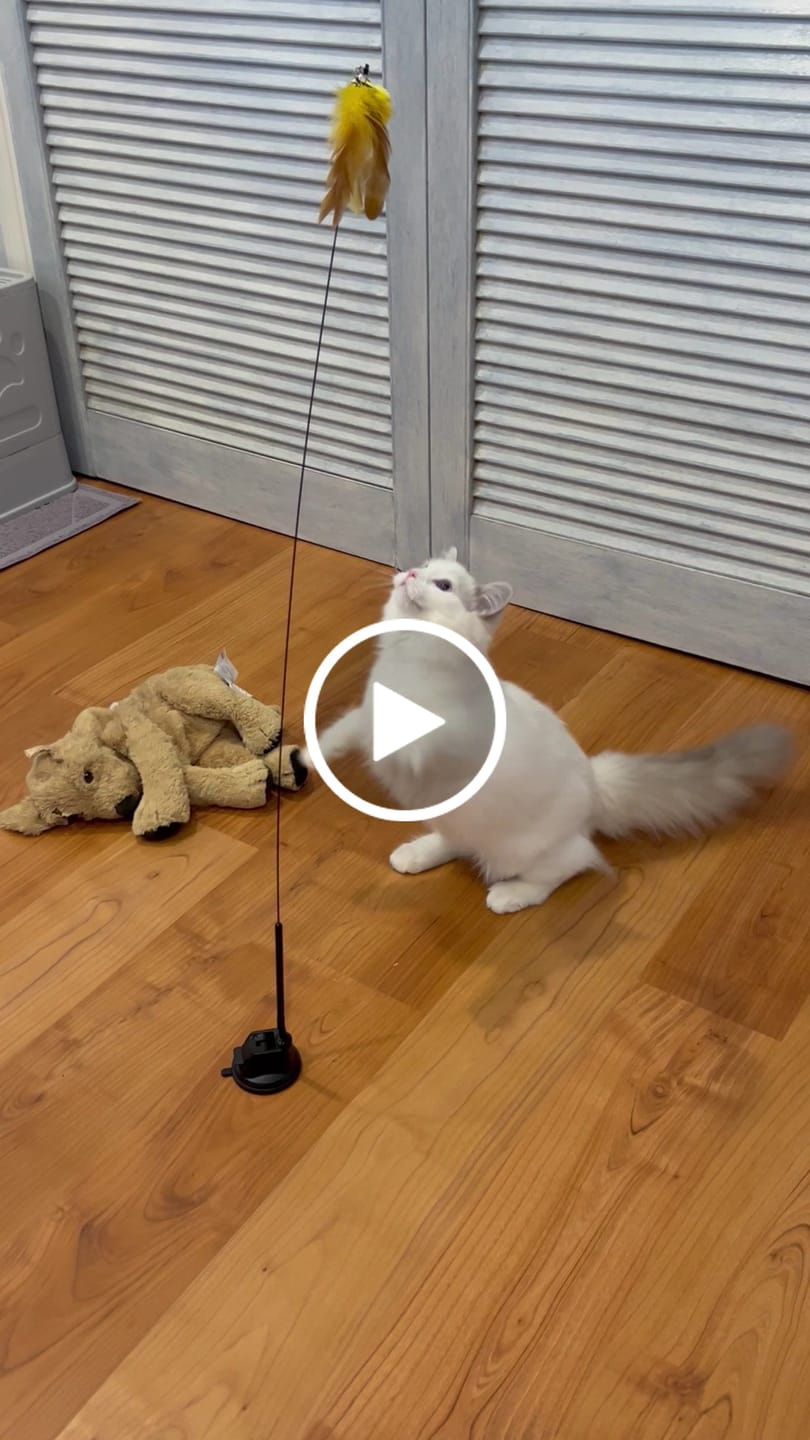 Customer video review of Interactive Bird Simulation Cat Toy Set | Leo's Paw