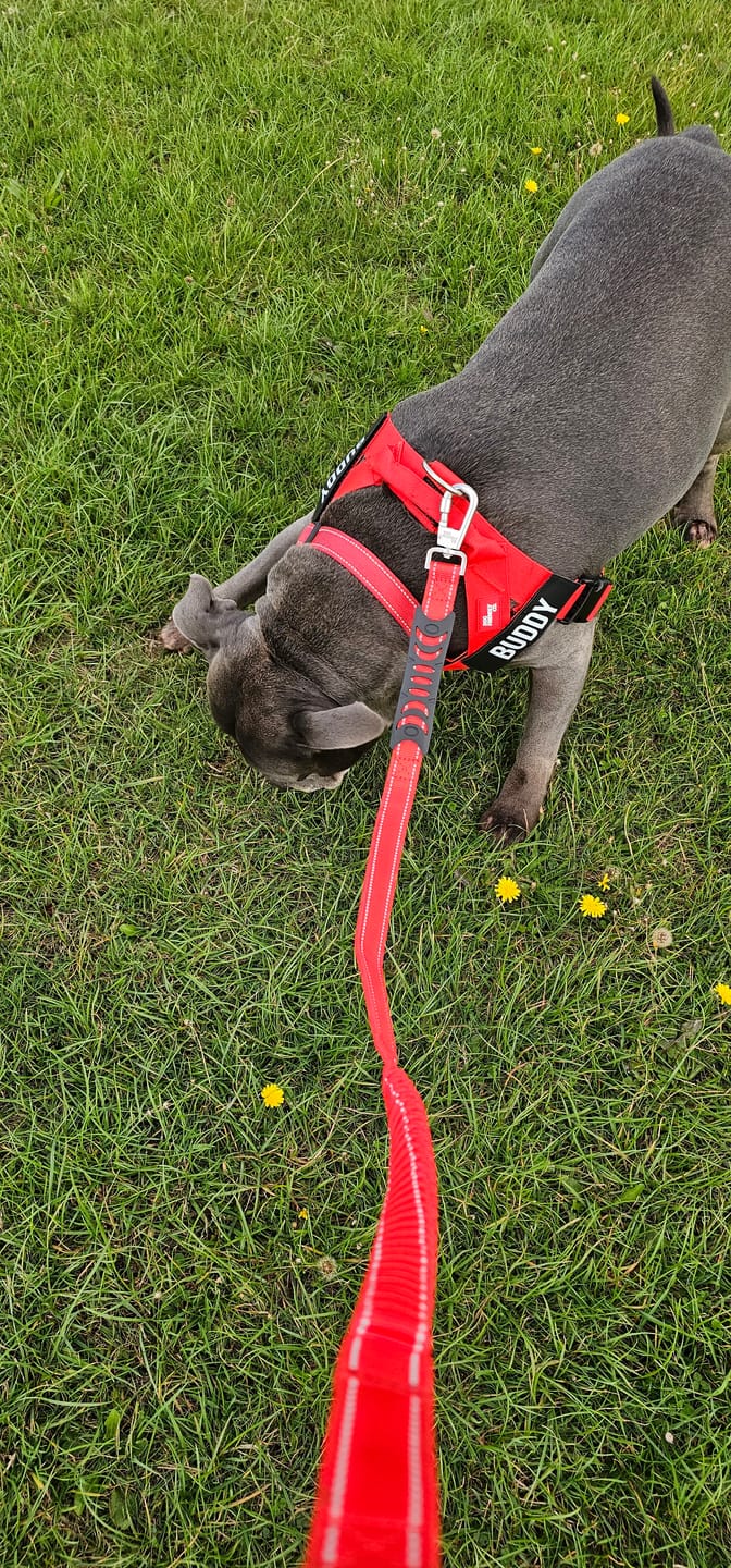Customer photo review of Training Double Ended Dog Lead | 2m Length -  Red