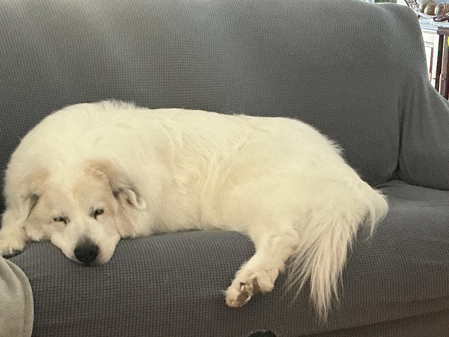 Customer photo review of Rosy & Budd - Huile de Saumon SALM+ 947 ml pour animaux