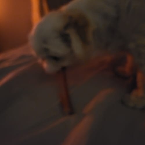 Customer photo review of 6 Inch Standard Bully Sticks