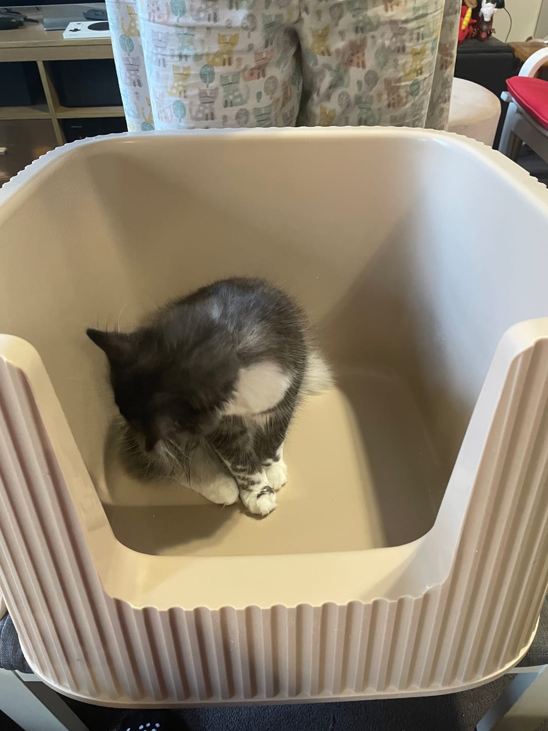 Customer photo review of Michu XXL BoBa Deluxe Cat Litter Box - Spacious Design