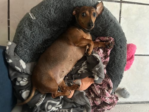 Customer photo review of Cama Antiestrés para Perros