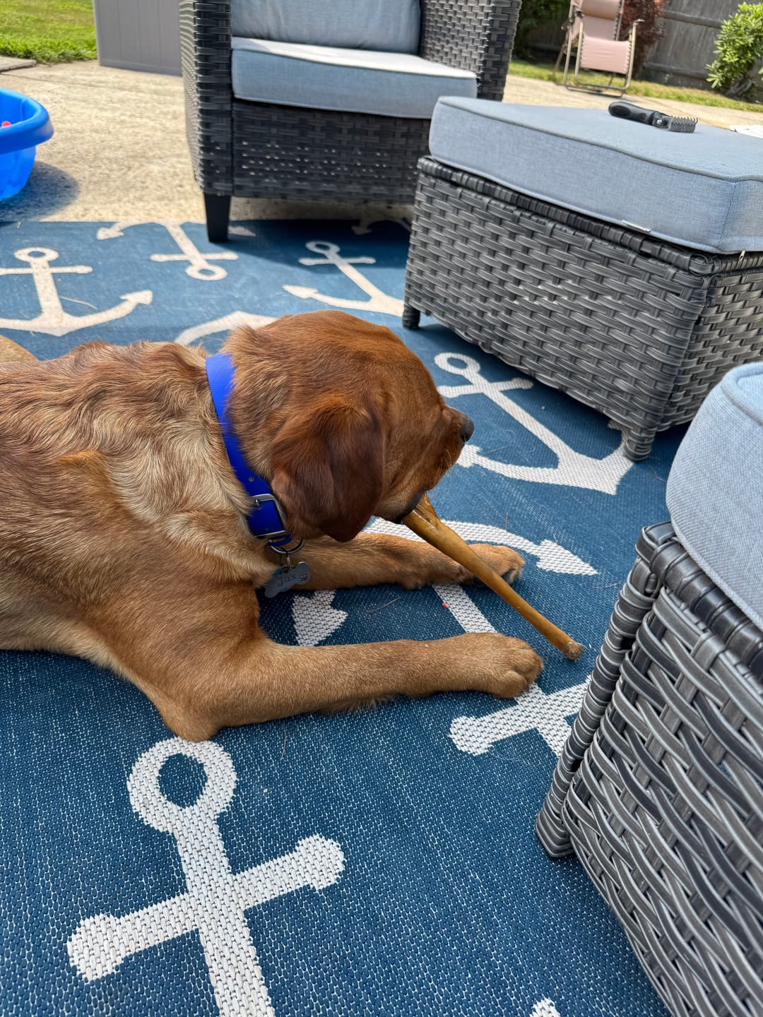 Customer photo review of 1 LB Chew Pack