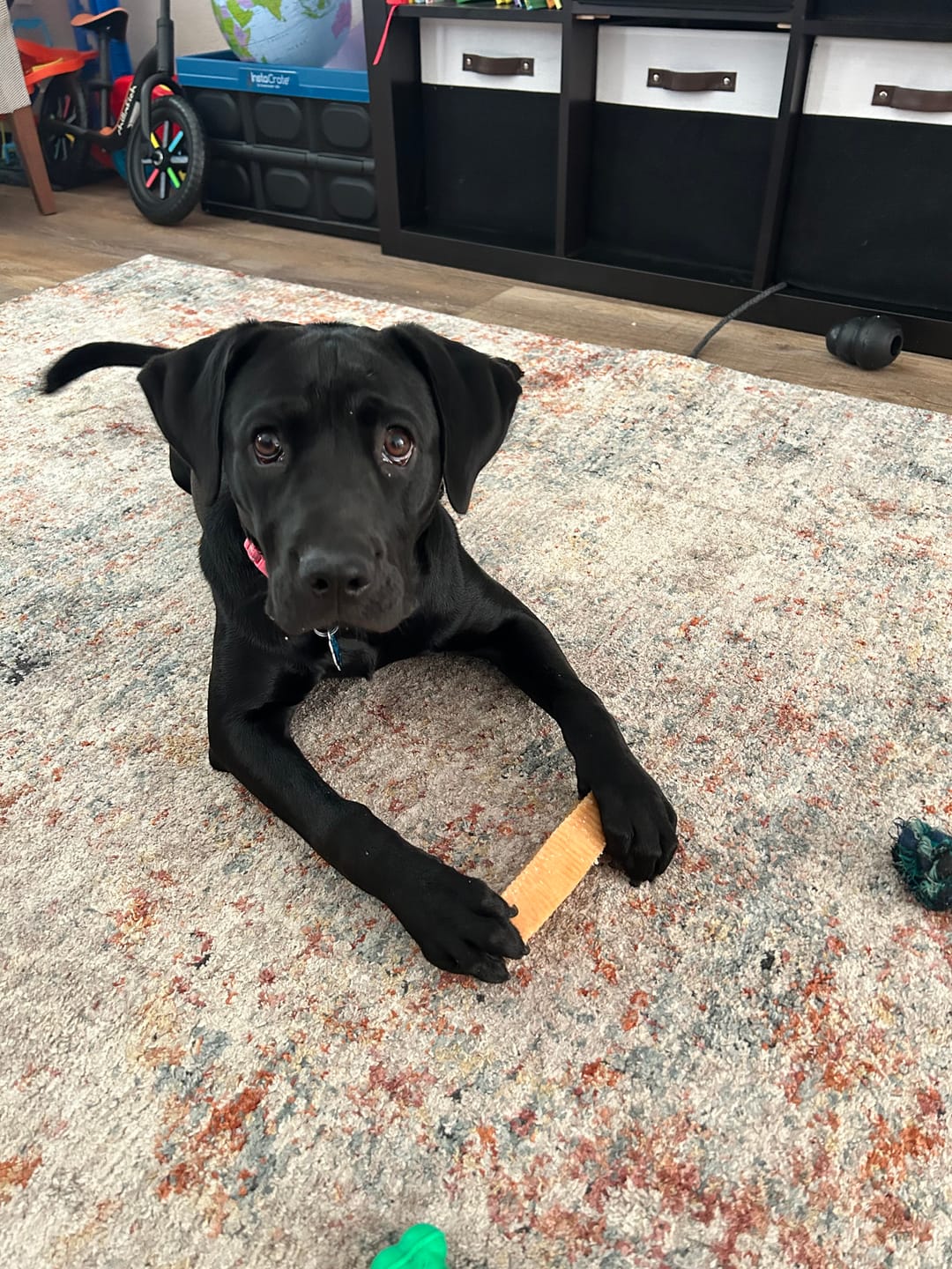 Customer photo review of Himalayan Yak Chew (MEGA)