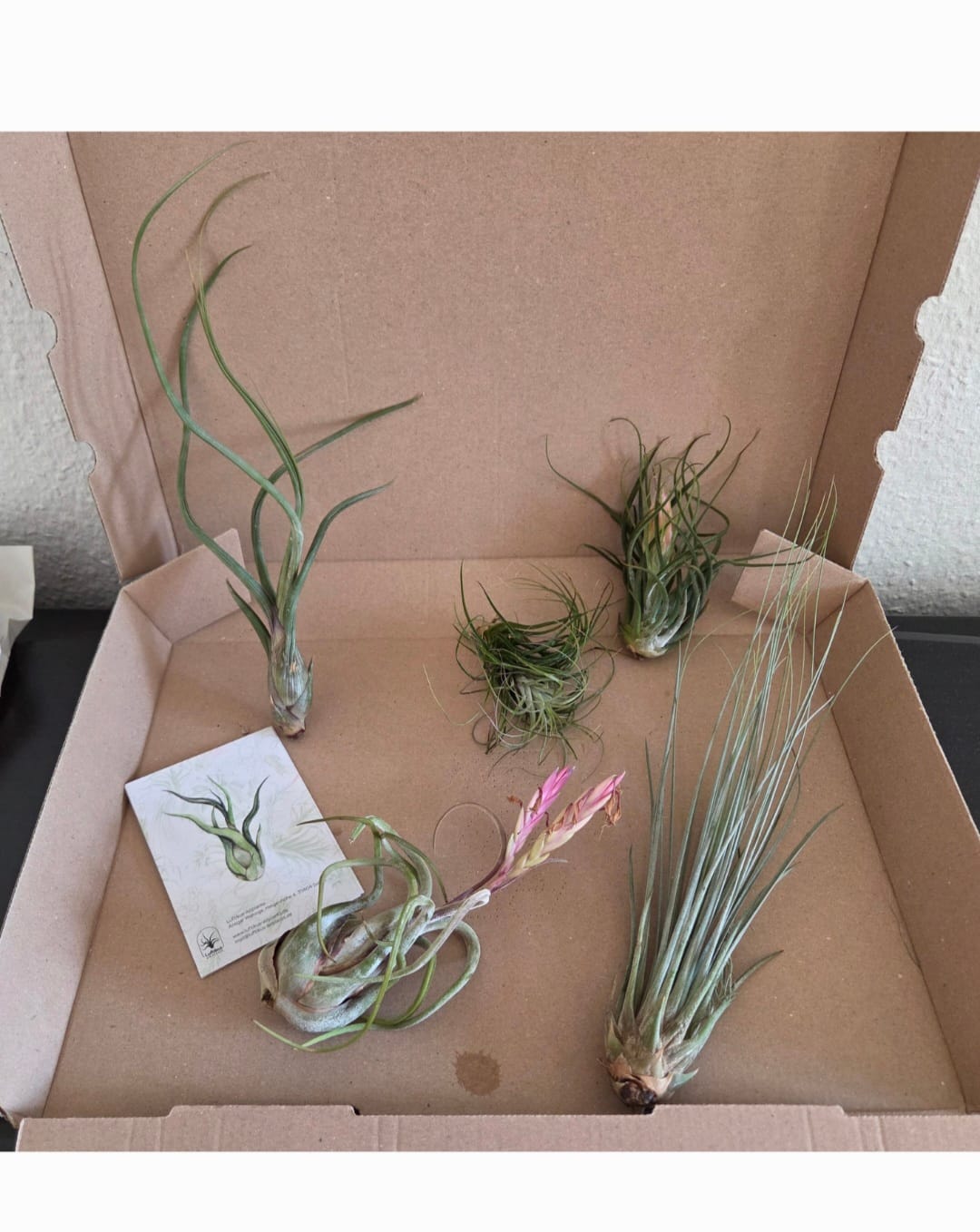 Customer photo review of Tillandsien Mix - B-Ware AKTION