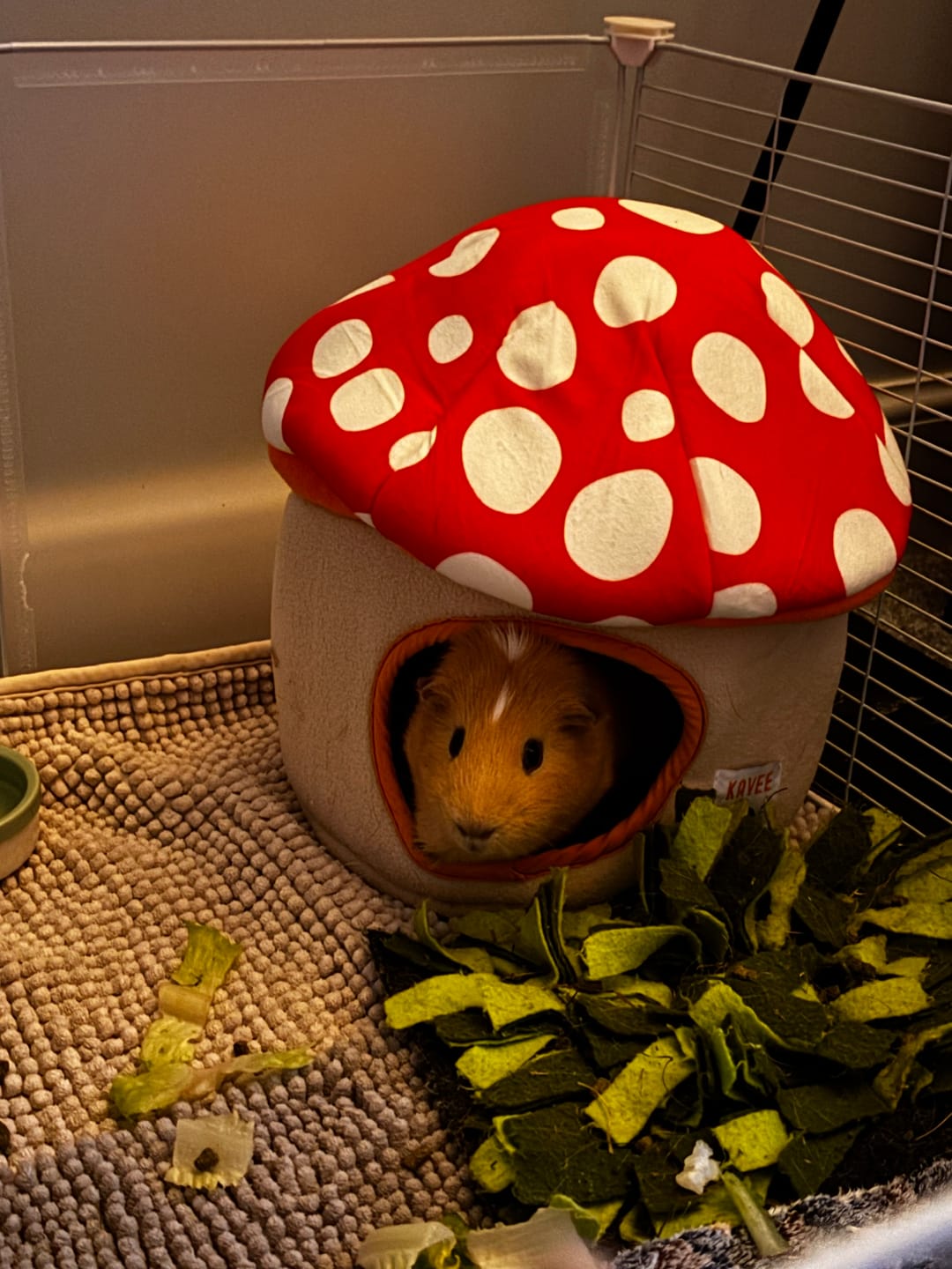 Customer photo review of Guinea Pig Hidey House | Mushroom