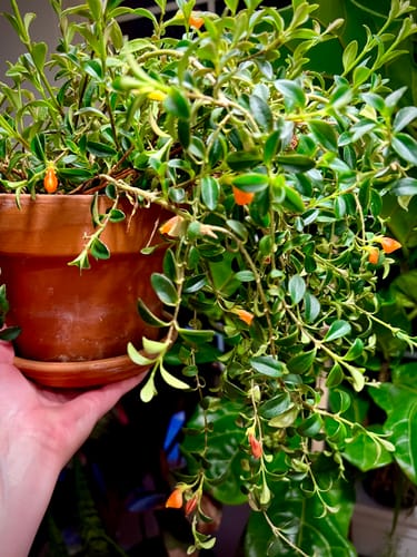 Customer photo review of Plant Food