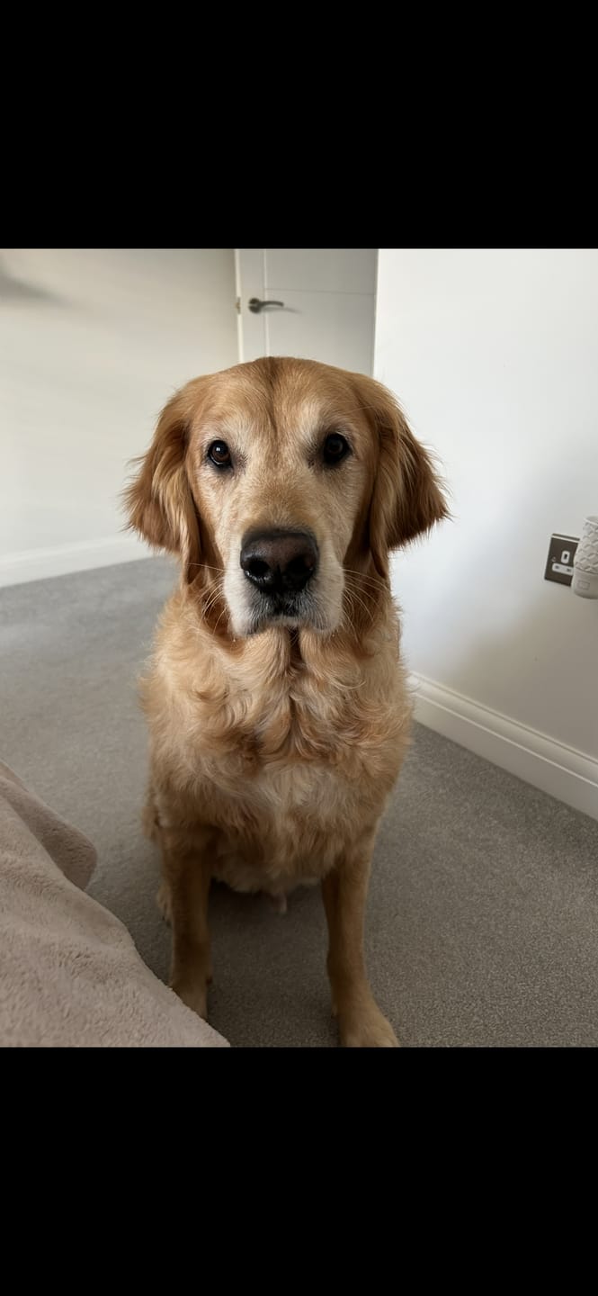 Customer photo review of Dog Gel