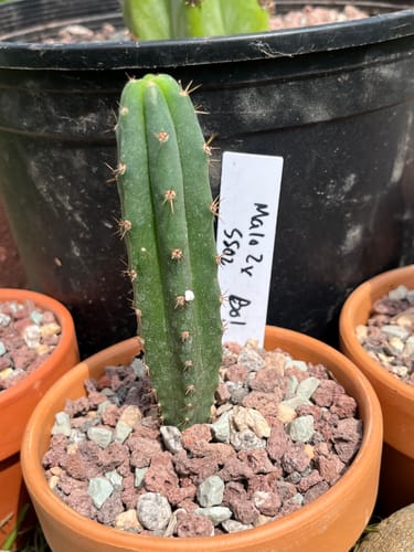 Customer photo review of Trichocereus Bridgesii | Bolivian Torch Cactus