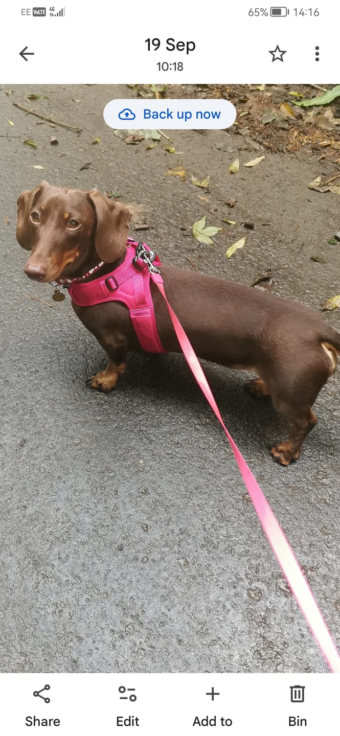 Customer photo review of Boomerang Harness - XS-M Breeds - Carminerose