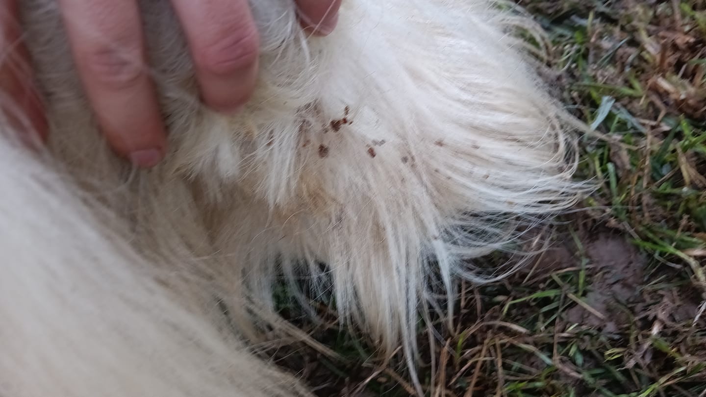 Customer photo review of Large Horse Skin Rescue Bundle