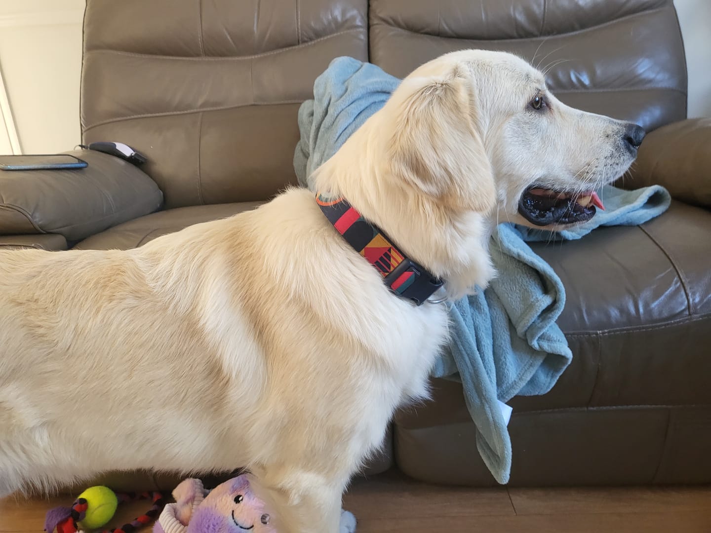 Customer photo review of Core Collar