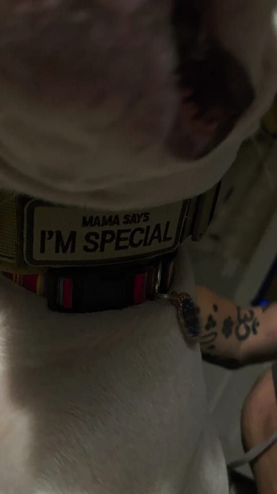 Customer photo review of 2.5" ProGuard Collar