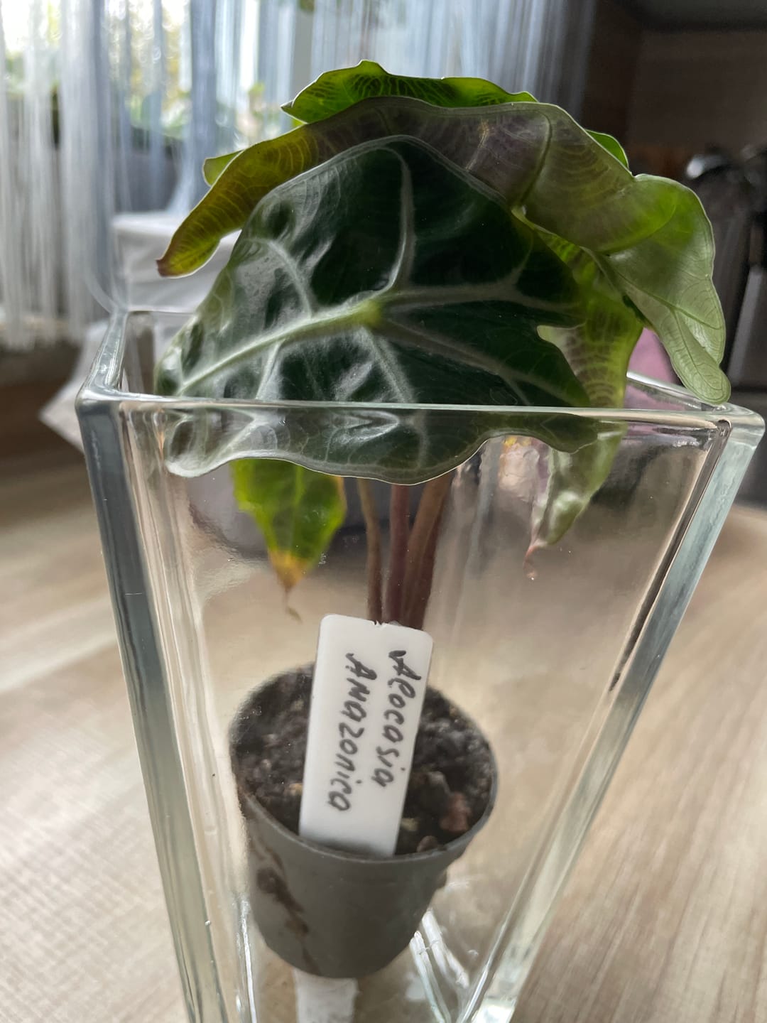 Customer photo review of ALOCASIA AMAZONICA