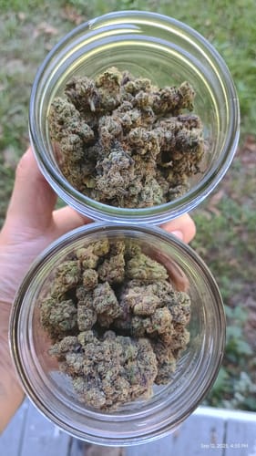 Customer photo review of Jealousy - Bulk - Hybrid