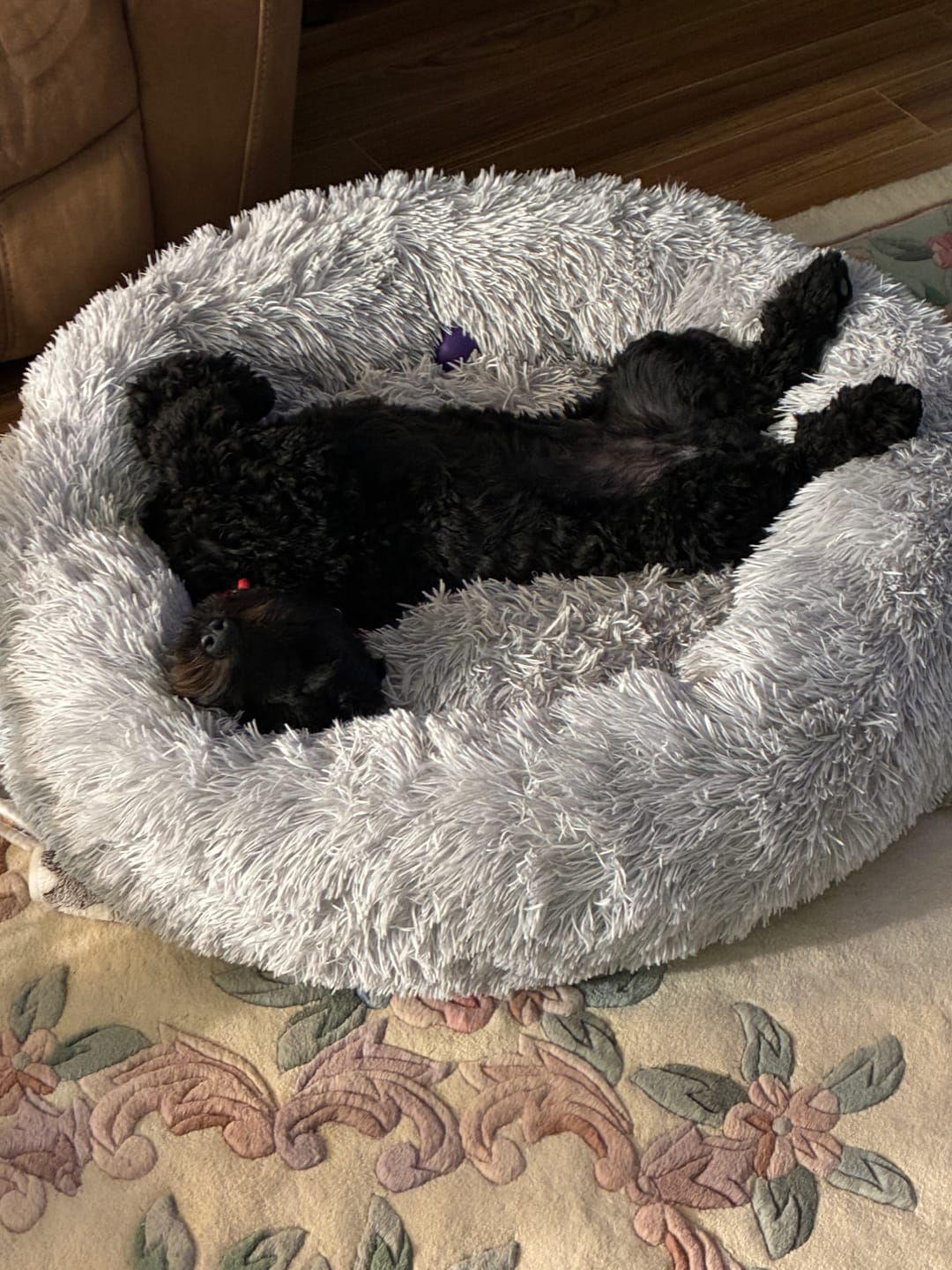 Customer photo review of Calming Dog Bed