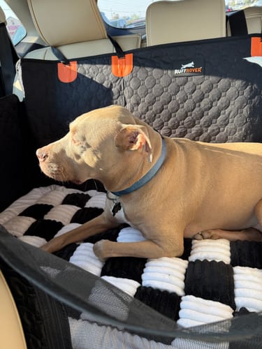 Customer photo review of RuffRover 2.0™ - Hard Bottom Dog Car Seat Protector