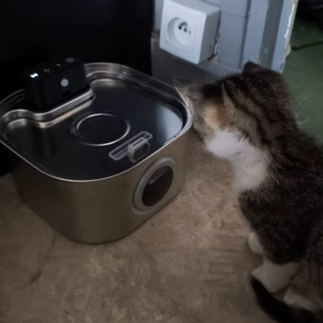 Customer photo review of PfotenBrunnen™ - Der automatischer Katzenwasserspender